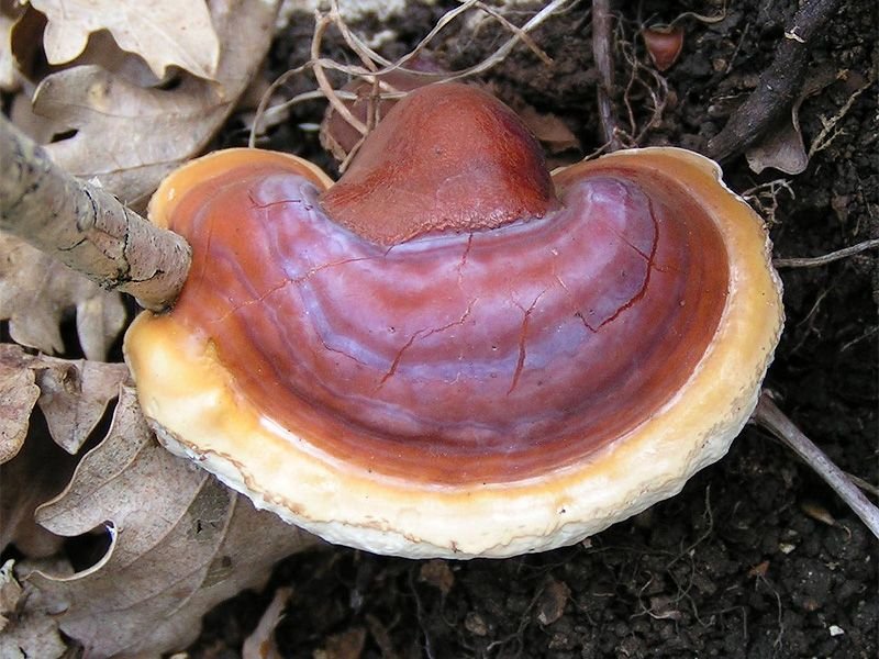 Mushroom Liver