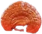 Mushroom image 2